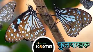 फुलपाखरांचा थवा Blue Tiger | butterfly | migration colony #insect #viral