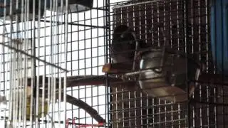 Соловей красношейка- Luscinia calliope- Siberian Rubythroa