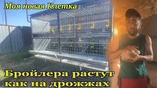 Мои Бройлера растут как на дрожжах /// Доставили мою новую клетку