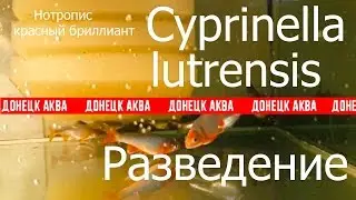Cyprinella lutrensis, Aquarium fish, Zucht Cyprinella lutrensis, Breeding of Cyprinella lutrensis,