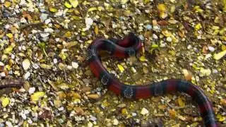 Micropholis triangulum