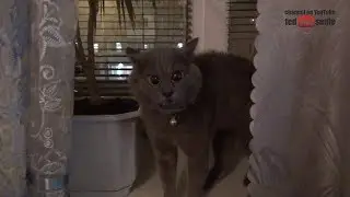 Кот Сошел с Ума на Хэллоуин. Жесть.