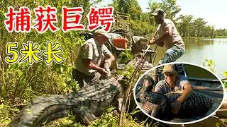 沼澤獵手：快救救我，捕獲5米長巨鱷，拉起後手都酸痛了！紀錄片