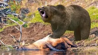 Why Brown Bears Rule the Wild | Smart, Strong & Deadly