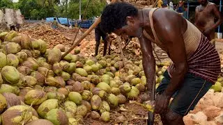 Manual Coconut Dehusking Process in India | Traditional Coconut Dehusking | Tamil Technic