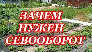 Севооборот и план посадок для оптимизированной дачи.(Дача: урожай или отдых.Учимся совмещать. Ч.2)