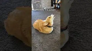 He thinks he’s a potato!