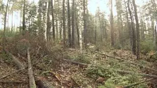 Moose encounter Nov. 11