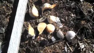 Fall Garlic Planting