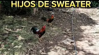 Crias de Sweater