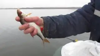 fishing. the lake Novolukomolskoe tolstolobiki arranged boiling...you rarely see this