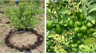 Get Plenty Of Lemon : Step by Step activities in lemon Orchard, Sunsari, Nepal