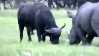 Жесть  это надо видеть носорог против буйвола