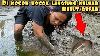 BERBURU BELUT BABON DENGAN CARA DI KOCOK KOCOK HASIL DI LUAR DUGAAN