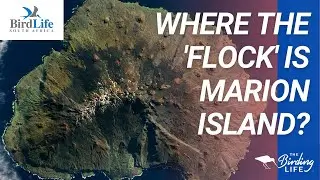 Where the Flock is Marion Island?