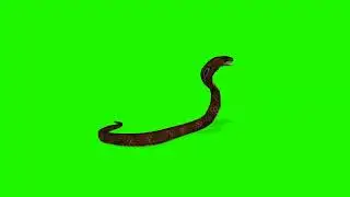 King cobra Attack green screen