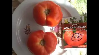томат "Алтайский шедевр". Дегустация