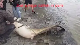 Caught a big catfish in paris