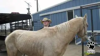 Horse & Donkey Rescue | Houston SPCA