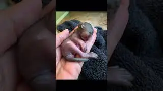 Giving Tuesday ❤️ PayPal link in Bio #fyp #helping #doingwhatican #babysquirrels #thankyou