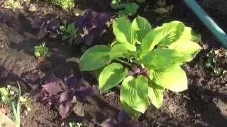 Дача июль 2014 цветы