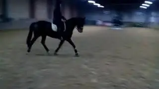 Калип рысь