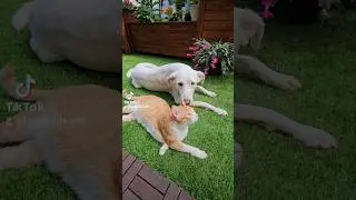 И так каждое утро 😅🤍🧡