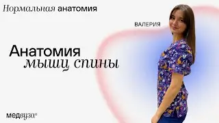 Анатомия мышц спины | Нормальная анатомия человека