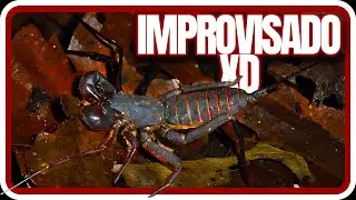 Documental de animales improvisado