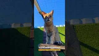 Камышовому коту Боссу жарко 😿
