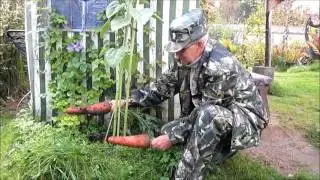 чудеса ЭЛЕКТРОГРЯДКИ