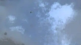 игровой молодой косан на посадке