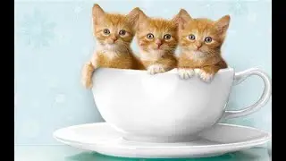 Miiaaww... Miiaaww... - Picocark