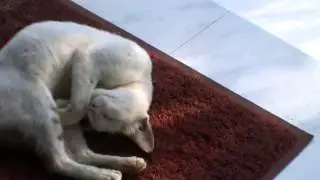 Cat Sleeping