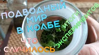 Подводный мир в колбе| Что случилось и итоги экспериментов