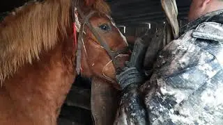 Русский тяжеловоз 