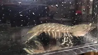 Mantis Shrimp in Tank