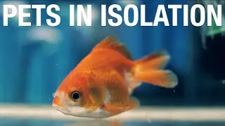 Pets in Isolation