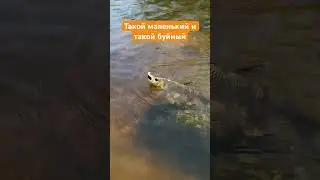 Бешеный малыш #рыбалка #поймалотпусти #fishing #голавль #голавльнаспиннинг #малыереки #рыбак #fish