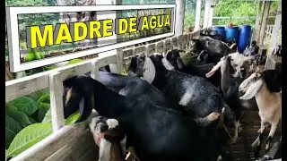 Pagpapakain ng Madre de Agua sa kambing