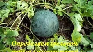 Определяем зрелость арбуза (эксперимент)