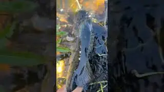 Small bass release #shorts #fishing #bassfishing
