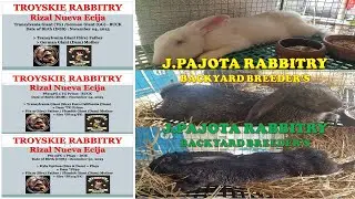 Psxx-FG/ TG-GG Line from TR Rabbitry *Nueva Ecija "J.Pajota Rabbitry''