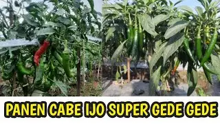 PANEN CABAI HIJAU BESAR LANGSUNG MELIMPAH