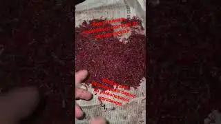 Тридцать секунд правды. Как отличить кормового мотыля от насадочного?
