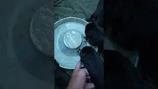 Rottweiler puppies first meal 3 weeks old