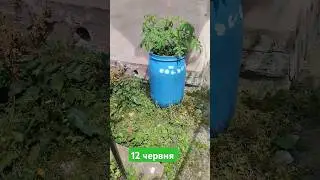 Помідори в бочці від висадки до збору першого урожаю