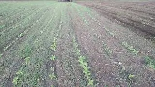 Сплошная культивация подсолнечника 2019 , дождь испортил посев(((