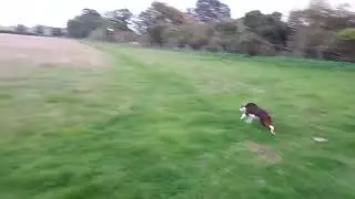 Bee, shes off to collect sheep🐏 #bordercollie #collie #dog #sheep #shepherd #herding #workingdog
