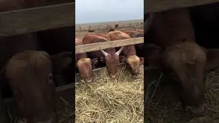 Откорм Быков 💪🏿💪🏿